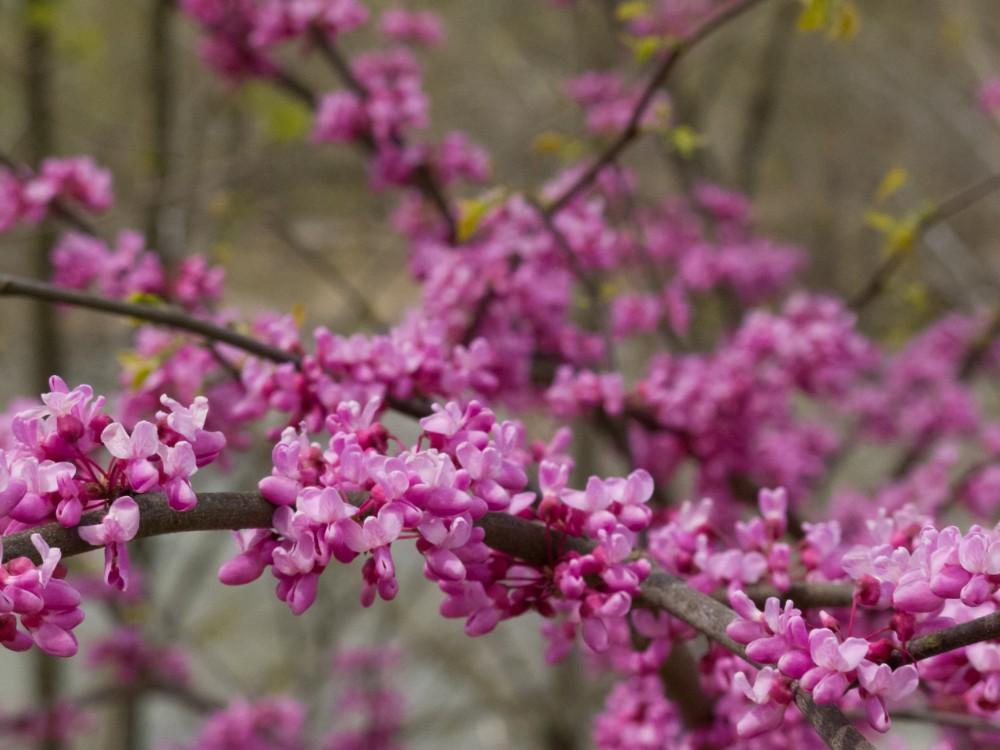 Eastern redbud